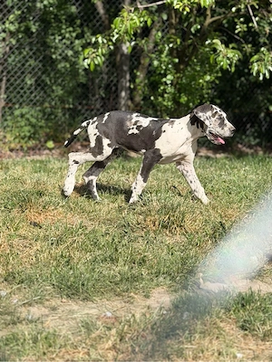 Dog German ( Marele Danez ) 