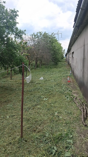 Tăiat iarbă 80ron  ora