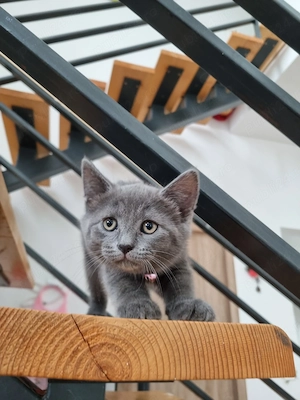 Pisici British Shorthair - imagine 5