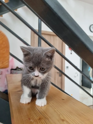 Pisici British Shorthair - imagine 3