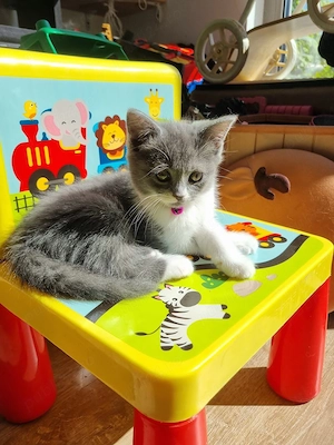 Pisici British Shorthair - imagine 2