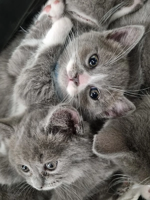 Pisici British Shorthair