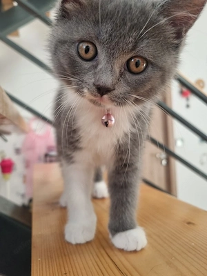 Puiuti British Shorthair