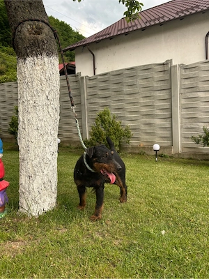 mascul jagdterrier