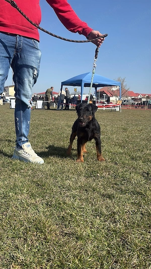 femela jagdterrier - imagine 2
