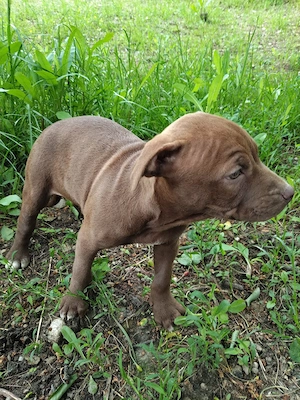 femela amstaff - imagine 2