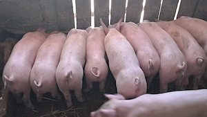 disponibili purcei landras