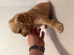 Coker Spaniel catelusi - imagine 2
