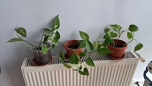 epipremnum aureum planta naturala 