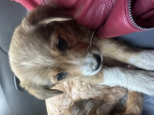 Adopție fetiță și mama ei  - imagine 3