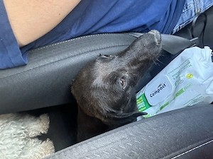 Adopție fetiță și mama ei  - imagine 2