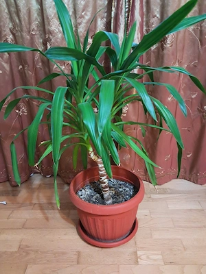 yucca planta naturala 