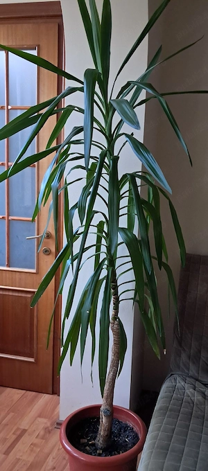 yucca planta naturala 