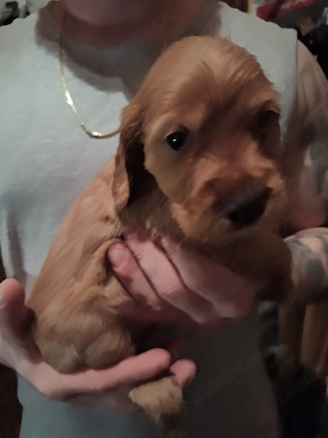 Vănd Cocker Spaniel 