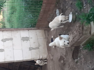 Căței 7 luni ,buni de pază - imagine 3