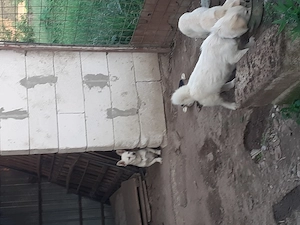 Căței 7 luni ,buni de pază - imagine 2