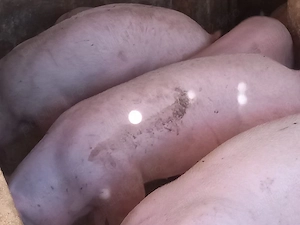 soldani 50-55-60kg