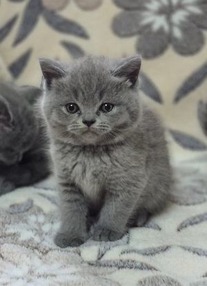 Puiuti british shorthair blue  - imagine 3