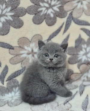 Puiuti british shorthair blue  - imagine 2