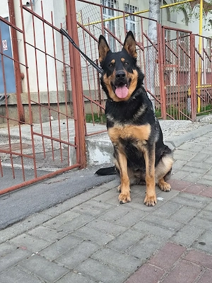 Cățeluși de ciobanesc german