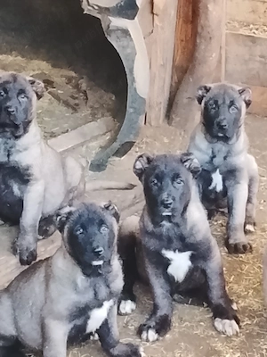Pui kangal disponibili