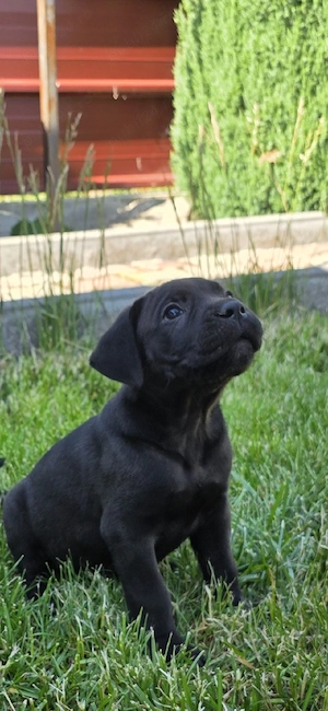 cane corso