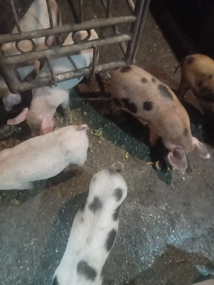 Purcei din rasele de carne 