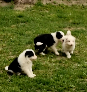Vand Border Collie