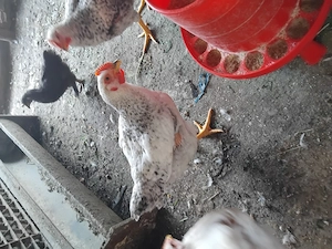 Pui românești.. - imagine 2