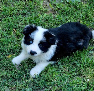 Vand Border Collie