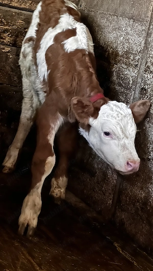 Juninca cu vitel, vaca de vanzare - imagine 2