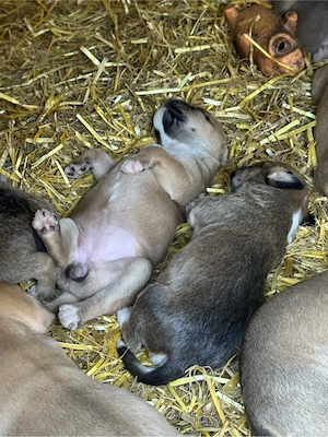 amstaff    