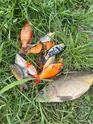 Vând crap koi ornamentali pentru iaz. - imagine 2