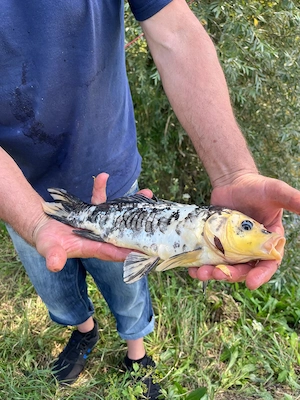 Vând crap koi ornamentali pentru iaz. - imagine 4