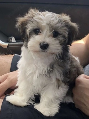 Bichon havanez talie mica