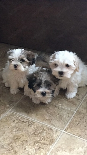 Bichon havanez