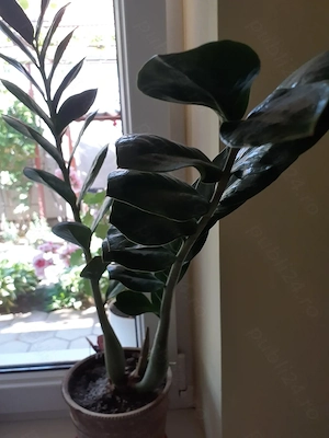 Se vând plante la ghiveci 