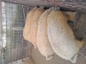 Porci mangalita 