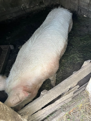 vand porc de 200kg - imagine 4