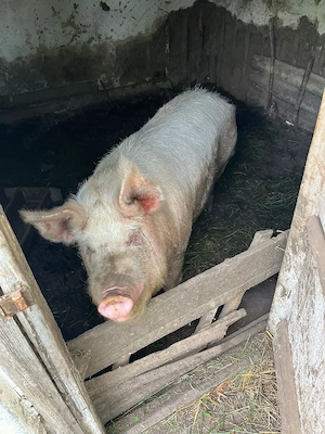vand porc de 200kg - imagine 2