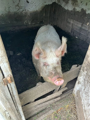 vand porc de 200kg