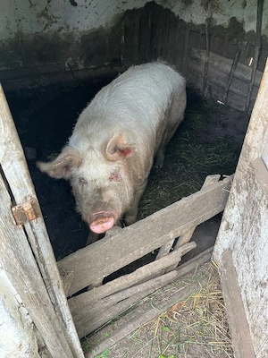 vand porc de 200kg - imagine 3