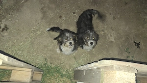 Caini de vanzare corcitura Bichon