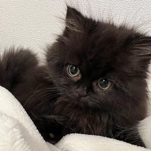 British Longhair 