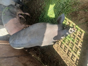 vand porci 