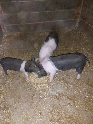De vânzare purcei de 7  săptămâni.  - imagine 3