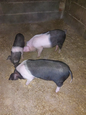 De vânzare purcei de 7  săptămâni. 
