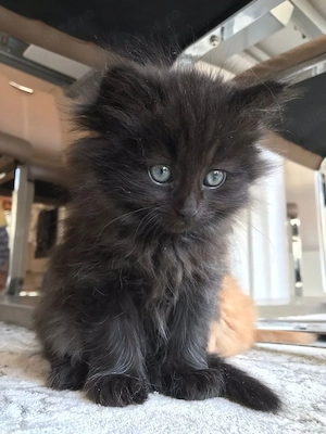 Maine Coon 