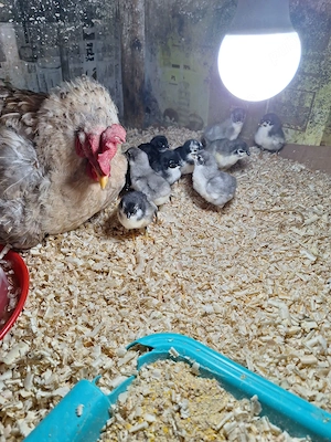Closca cu pui Australorp 