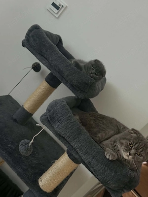 Brittish Scottish Fold